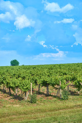 Naklejka premium Vineyard and blue sky with clouds