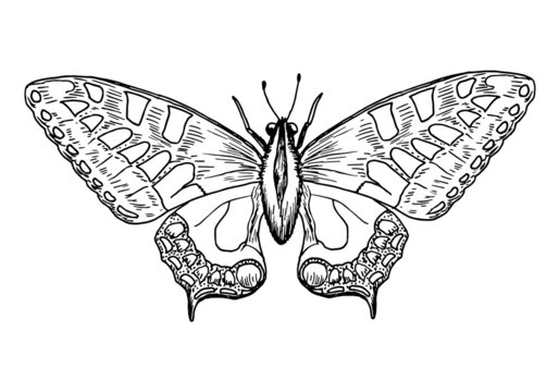 Drawing of yellow butterfly - hand sketch of old world swallowtail, black and white illustration