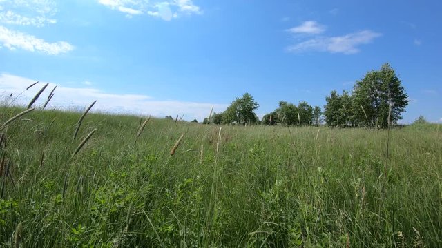 POLANA