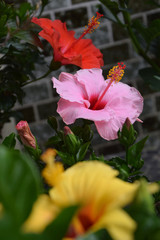 3-colors hibiscus flowers in sunshade / 三色のハイビスカスの花(pink, yellow, red - クローズアップ接写)