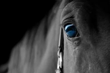 erstaunliches Pferd mit schönen blauen Augen © sabrina