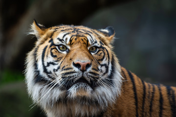 Male sumatran tiger in front of a rocky background