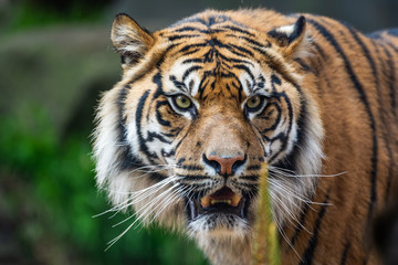 Male sumatran tiger in front of a rocky background