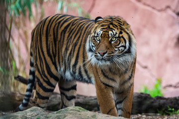 Fototapeta na wymiar Male sumatran tiger in front of a rocky background