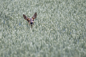 European roe deer in a wheat field