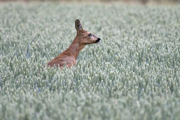 European roe deer in a wheat field