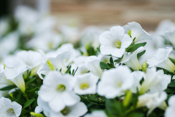 Fototapeta na wymiar Leptokarya, Greece - June 09, 2018: Beautiful white flowers plants Petunia 