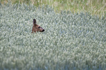 European roe deer in a wheat field