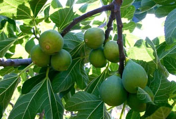 Fresh green figs on a branch of fig tree with green leaves