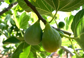 Fresh green figs on a branch of fig tree with green leaves