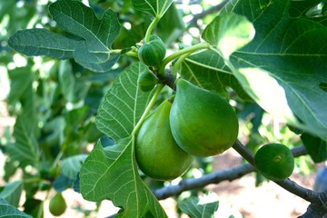 Fresh green figs on a branch of fig tree with green leaves