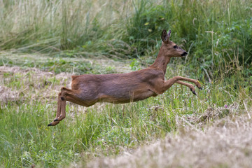 European roe deer in a wheat field