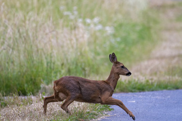 European roe deer in a wheat field