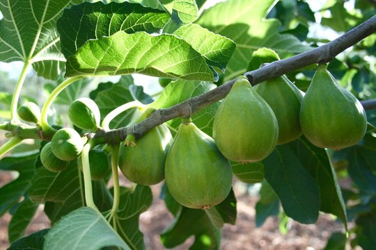 Fresh green figs on a branch of fig tree with green leaves