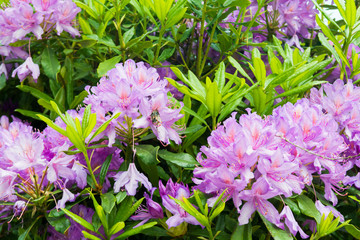Purple flowers growing in a garden with bee