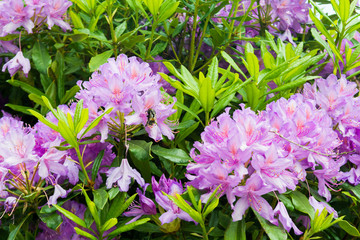 Purple flowers growing in a garden with bee