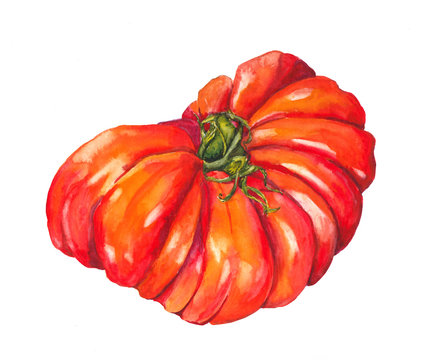 Tomato Beef heart. Watercolor