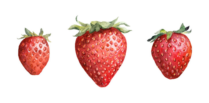 Strawberry berry. Watercolor painted drawing 