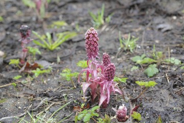 Petasites hybridus, the butterbur