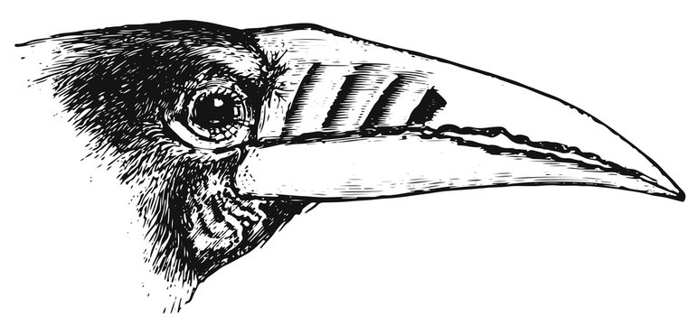 rufous-necked hornbill - Aceros nipalensis #vector #isolated - Nepalhornvogel