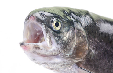 Fish trout