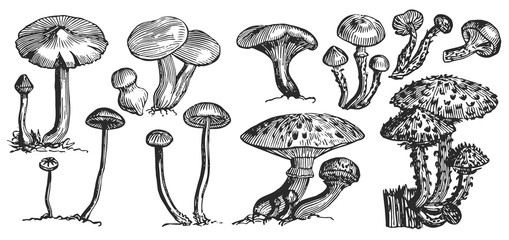 Mushrooms Set - fungi  vector  isolated - Pilze Set © endstern
