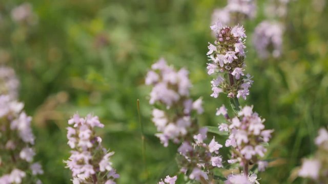 Breckland thyme Thymus serpyllum shallow DOF  video