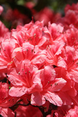 高柴山のツツジ（福島県・大越町・小野町）