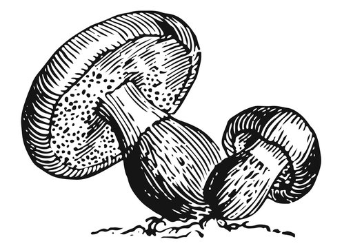 Mushroom - fungi #vector #isolated - Pilz