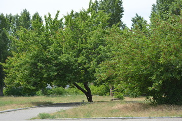Against the background of a light sky there is a beautiful tree with a beautiful shape of crowns...