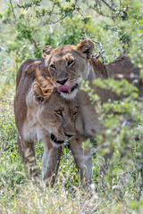 Fototapeta na wymiar 2 Lionesses greeting