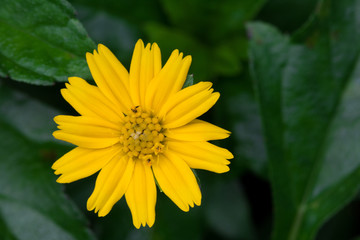 Close-up Yellow flower Bloom in the morning on green background with copy space