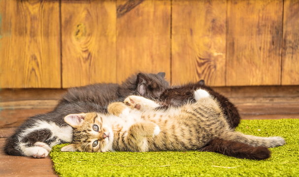 Three Little Kittens On The Porch Of A Village House