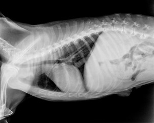 X-ray film of dog lateral view closed up in thorax standard and chest- veterinary medicine and Veterinary anatomy Concept -black and white color