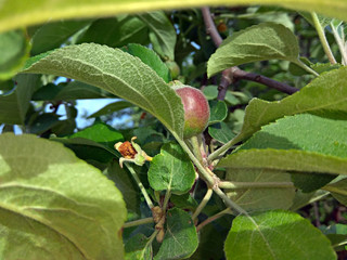 small apple on tree photo