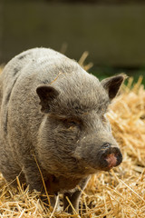 A pig stands in the middle of the straw