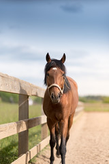 young racing horse at the corral under the blue sky