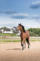 Obraz premium young racing horse at the corral under the blue sky