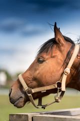 young racing horse at the corral under the blue sky