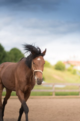 young racing horse at the corral under the blue sky