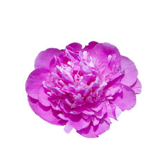 Flower head isolated