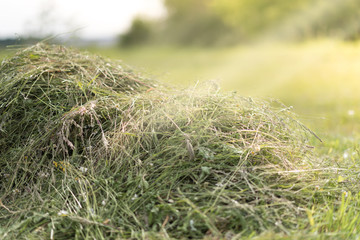 Mowed hay on the field. - 209314847