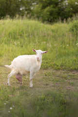 Close up of the goat with bunch of green lush grass and white daisies on the summer meadow
