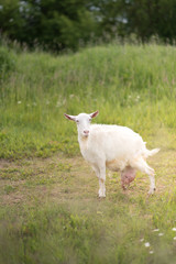 Close up of the goat with bunch of green lush grass and white daisies on the summer meadow