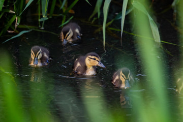 Małe kaczki © Konrad