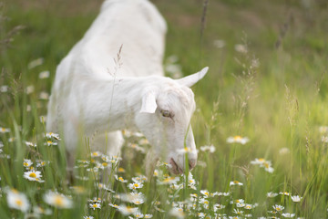 Naklejka na ściany i meble Close up of the goat with bunch of green lush grass and white daisies on the summer meadow