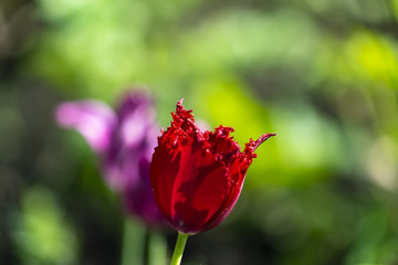 Red Terry Tulip