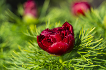 Peony in the sunshine in the sun