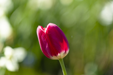 red-white tulip in the sun