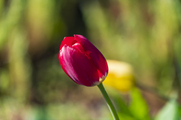 red-white tulip close-up